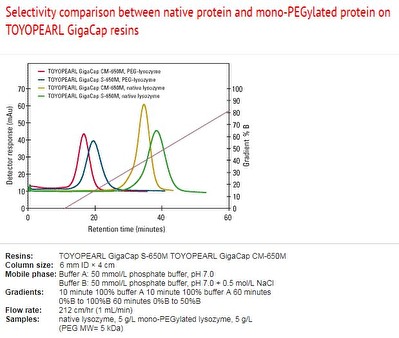 Selectivity comparison between native protein and mono-PEGylated protein on Toyopearl GigaCap resins