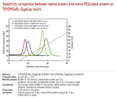 Selectivity comparison between native protein and mono-PEGylated protein on Toyopearl GigaCap resins Selectivity comparison between native protein and mono-PEGylated protein on Toyopearl GigaCap resins