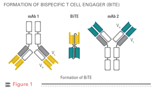 Bioseparation och UHPLC: Bispecifika Antikroppar Bioseparation och UHPLC: Bispecifika Antikroppar
