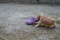 SAM_0929