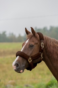Grimma Protector med päls - brun stl ponny