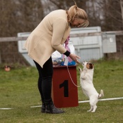 Bis junior Jack Russel. Whistlewood`give the girl a kiss. Ägare.Maria Gustavsson Vartofta
