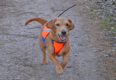 Årets Basset Fauve de Bretagne 2016 Smedkullens Fauve Allette Årets Basset Fauve de Bretagne 2016 Smedkullens Fauve Allette
