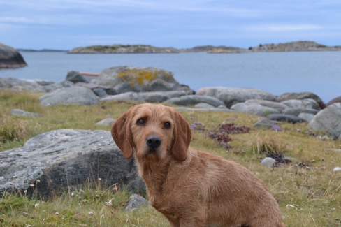 Jägardrömmens Chummy Jägardrömmens Chummy