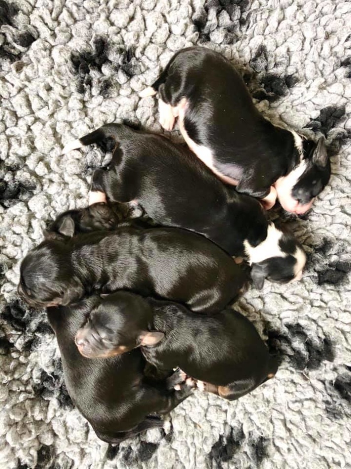 4 days old