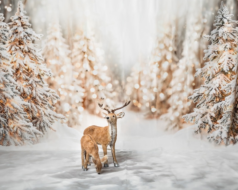 julfotografering 2026 Borlänge