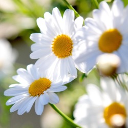 Sommar 2020 Sommar 2020