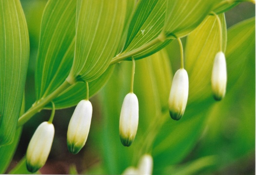 Bilden visar tre blommor i närbild Bilden visar tre blommor i närbild