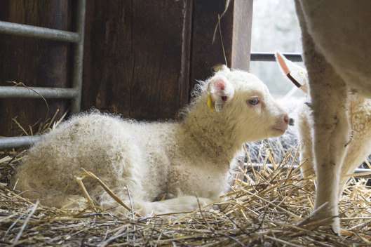 Bonden i skolanfåret Laila Gagge och hennes lamm Bonden i skolanfåret Laila Gagge och hennes lamm