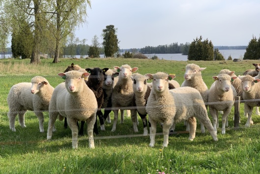 Årets livtacklamm av raserna dorset, finull och funull-dorset. Årets livtacklamm av raserna dorset, finull och funull-dorset.