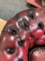 62871. Chesterfield Fåtölj