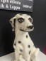 65641. Hund dalmatin