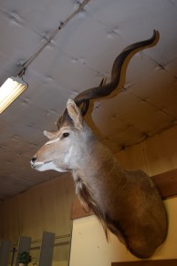 67843 .JAKT TROFE KUDU (såld)