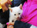 Katten Alfarero
