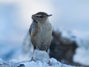 Gärdsmyg (Troglodytes troglodytes)