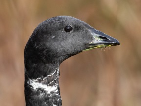 Prutgås(Branta bernicla)