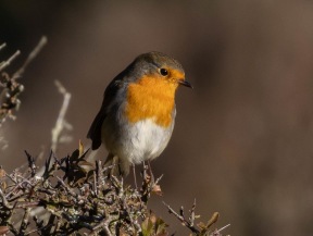 Rödhake (Erithacus rubecula)