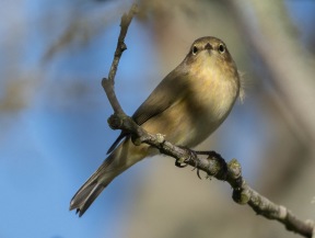 Gransångare(Phylloscopus collybita)