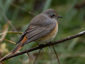 Rödstjärt (Phoenicurus phoenicurus)