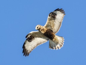 Fjällvråk (Buteo lagopus)