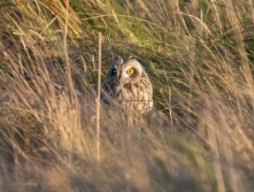 Jorduggla (Asio flammeus)