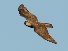 Sparvhök (Accipiter nisus)