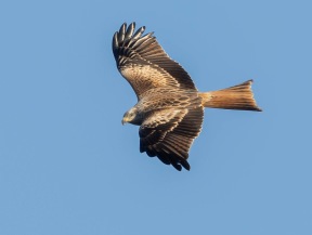 Röd glada (Milvus milvus)