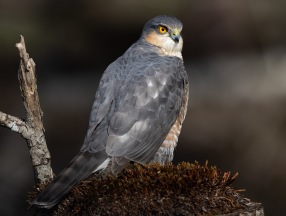 Sparvhök (Accipiter nisus)Sparvhök (Accipiter nisus) ♂
