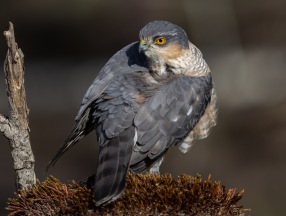 Sparvhök (Accipiter nisus)Sparvhök (Accipiter nisus) ♂