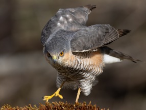 Sparvhök (Accipiter nisus)Sparvhök (Accipiter nisus) ♂