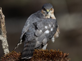 Sparvhök (Accipiter nisus)Sparvhök (Accipiter nisus) ♂