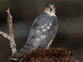 Sparvhök (Accipiter nisus)Sparvhök (Accipiter nisus) ♂