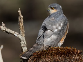Sparvhök (Accipiter nisus)Sparvhök (Accipiter nisus) ♂