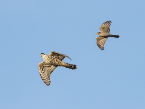 Duvhök (Accipiter gentilis) o Sparvhök (Accipiter nisus)