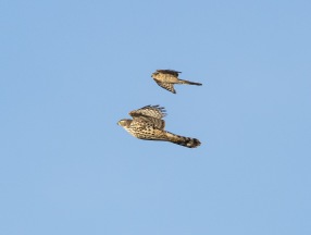 Duvhök (Accipiter gentilis) o Sparvhök (Accipiter nisus)