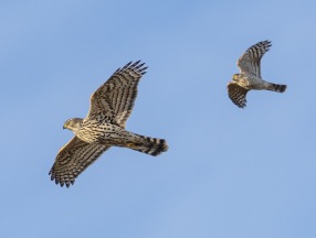 Duvhök (Accipiter gentilis) o Sparvhök (Accipiter nisus)