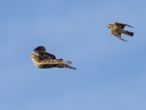Duvhök (Accipiter gentilis) o Sparvhök (Accipiter nisus)