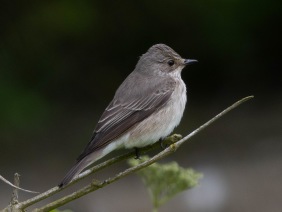 Grå flugsnappare (Muscicapa striata) Öland 14 maj 2025