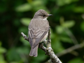 Grå flugsnappare (Muscicapa striata)  Öland 14 maj 2025