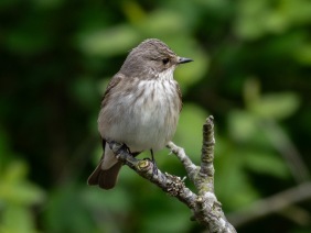 Grå flugsnappare (Muscicapa striata)  Öland 14 maj 2025