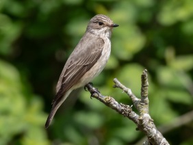 Grå flugsnappare (Muscicapa striata) Öland 14 maj 2025