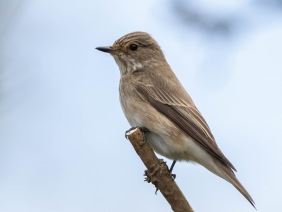 Grå flugsnappare (Muscicapa striata) Öland 14 maj 2025