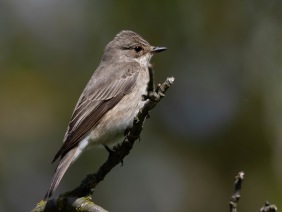 Grå flugsnappare (Muscicapa striata) Öland 14 maj 2025