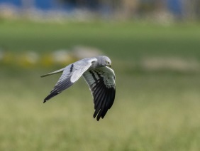 Ängshök (Circus pygargus) ♂  Öland 12 maj 2025