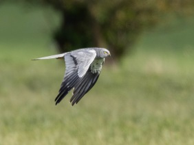 Ängshök (Circus pygargus) ♂  Öland 12 maj 2025