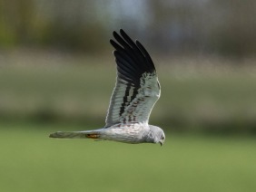 Ängshök (Circus pygargus) ♂  Öland 12 maj 2025