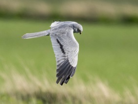 Ängshök (Circus pygargus) ♂  Öland 12 maj 2025