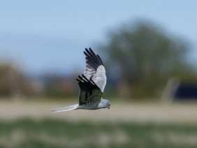 Ängshök (Circus pygargus) ♂  Öland 12 maj 2025