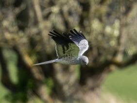 Ängshök (Circus pygargus) ♂  Öland 12 maj 2025
