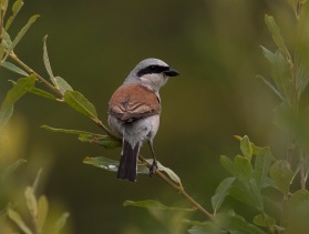 Törnskata (Lanius collurio) ♂